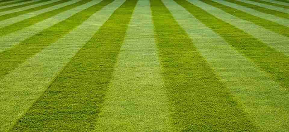 beautiful lawn