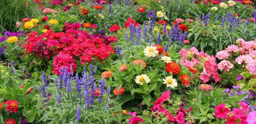 Annual Blooms
