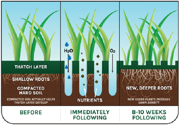Aerate The Lawn