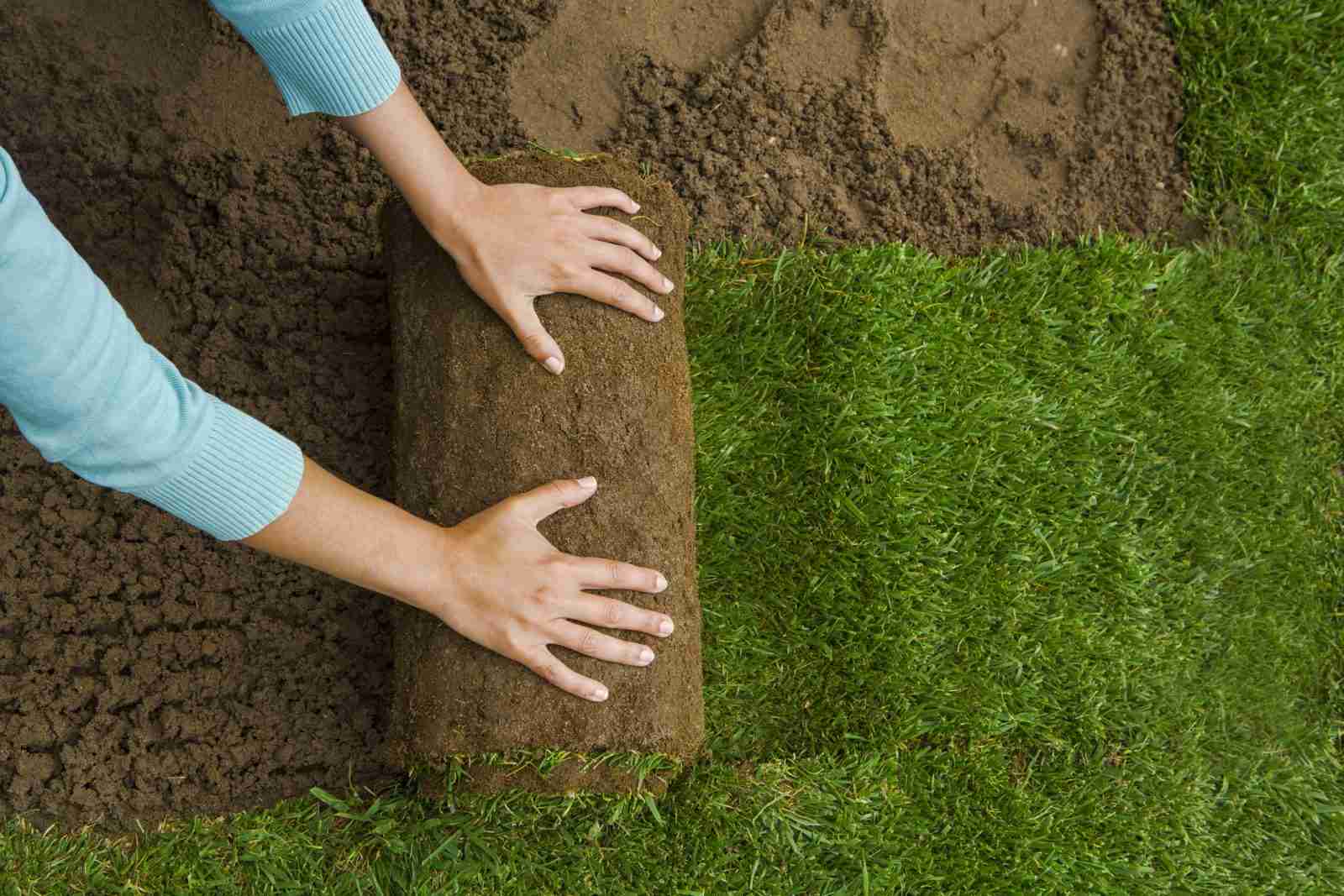 laying out grass