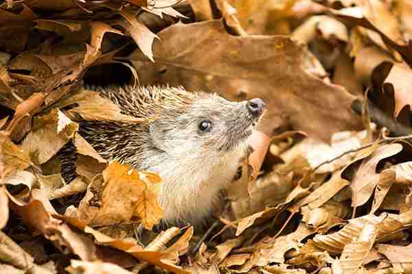 hibernating animal