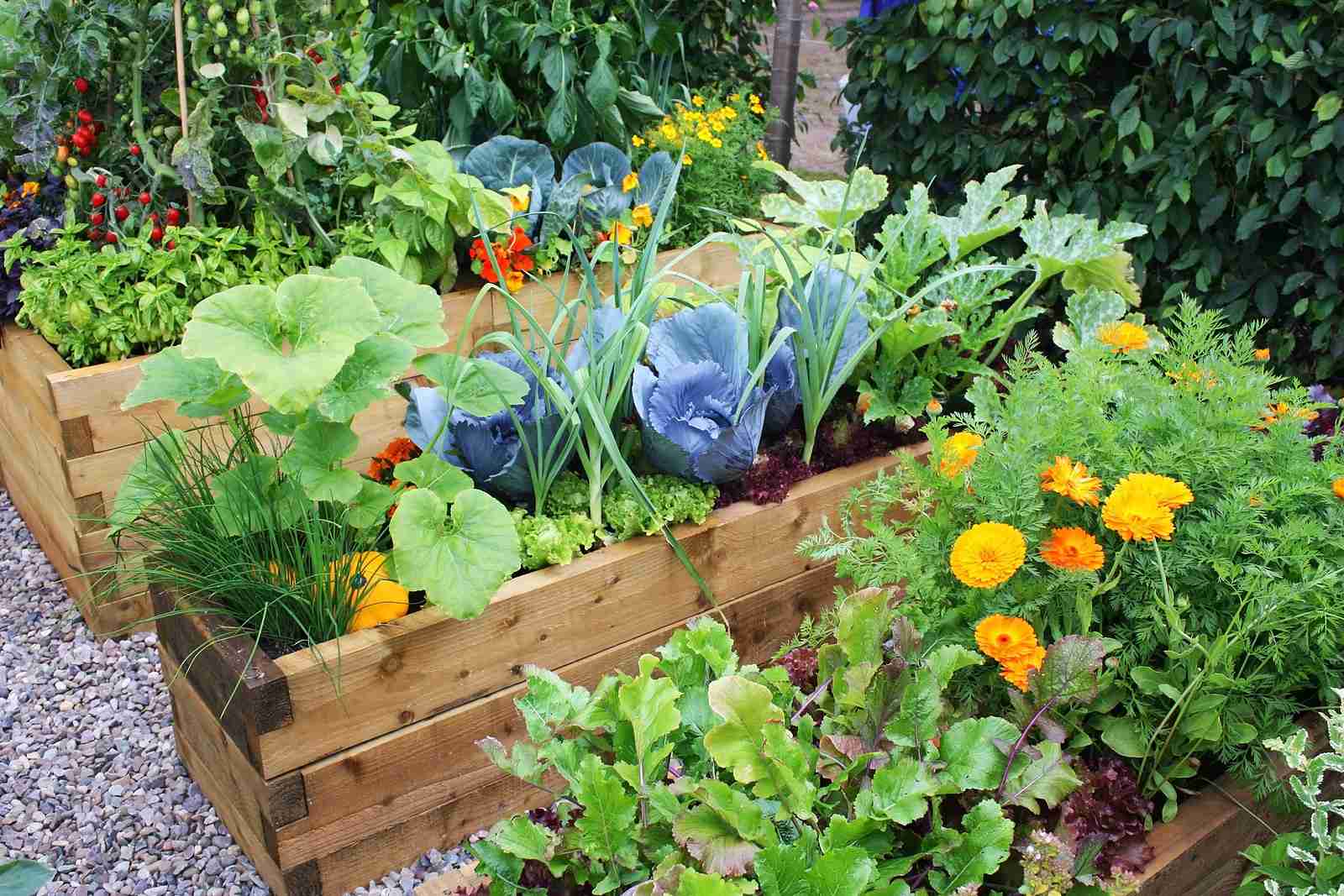 Veggie Garden