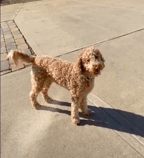 Labradoodle, Rocky
