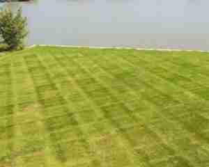 outdoor grass