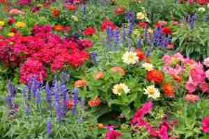 Landscape Design Gallery Image 1